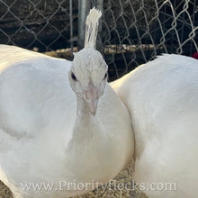 Load image into Gallery viewer, White Peafowl (Peachick)