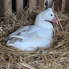 Load image into Gallery viewer, Roman Tufted Goose (4 Hatching Eggs)