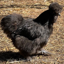 Load image into Gallery viewer, Silkie -Day Old Chick