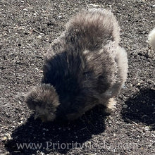 Load image into Gallery viewer, Silkie -Day Old Chick