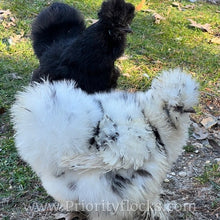 Load image into Gallery viewer, Silkie -Day Old Chick