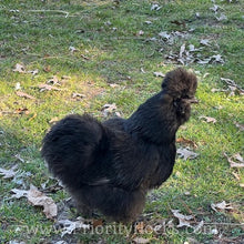 Load image into Gallery viewer, Silkie -Day Old Chick
