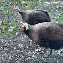 Load image into Gallery viewer, Royal Purple Guinea Fowl (Day Old Chick)