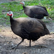 Load image into Gallery viewer, Royal Purple Guinea Fowl (Day Old Chick)