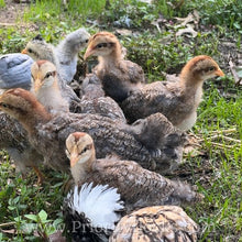 Load image into Gallery viewer, German Bielefelder (Auto Sexed) - Hatching Eggs