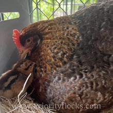 Load image into Gallery viewer, German Bielefelder (Auto Sexed) - Hatching Eggs
