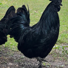 Load image into Gallery viewer, Ayam Cemani - Hatching Eggs