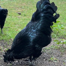 Load image into Gallery viewer, Ayam Cemani - Day old Chick