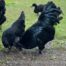 Load image into Gallery viewer, Ayam Cemani - Hatching Eggs
