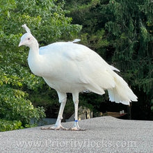 Load image into Gallery viewer, White Peafowl (Peachick)