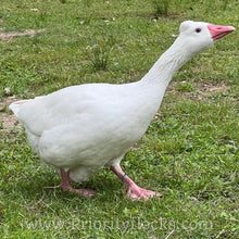Load image into Gallery viewer, Roman Tufted Goose (4 Hatching Eggs)