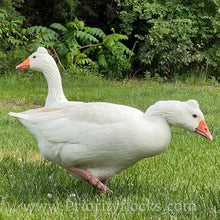 Load image into Gallery viewer, Roman Tufted Goose (4 Hatching Eggs)