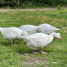 Load image into Gallery viewer, Roman Tufted Goose (4 Hatching Eggs)