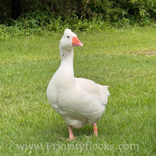 Load image into Gallery viewer, Roman Tufted Goose (4 Hatching Eggs)