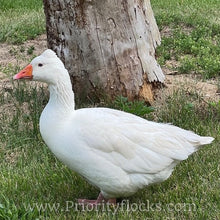 Load image into Gallery viewer, Roman Tufted Goose (4 Hatching Eggs)