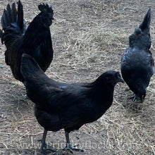 Load image into Gallery viewer, Ayam Cemani - Day old Chick
