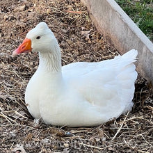 Load image into Gallery viewer, Roman Tufted Goose (4 Hatching Eggs)
