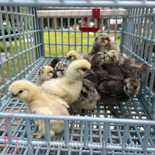 Load image into Gallery viewer, Silkie -Day Old Chick