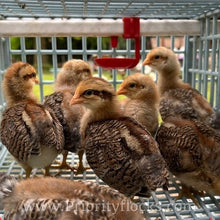 Load image into Gallery viewer, German Bielefelder (Auto Sexed) - Hatching Eggs