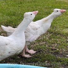 Load image into Gallery viewer, Roman Tufted Goose (4 Hatching Eggs)