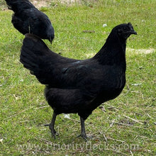 Load image into Gallery viewer, Ayam Cemani - Day old Chick