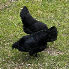 Load image into Gallery viewer, Ayam Cemani - Day old Chick