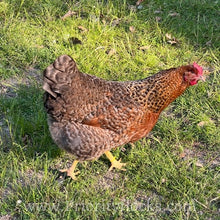 Load image into Gallery viewer, German Bielefelder (Auto Sexed) - Day old Chick