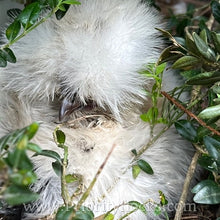 Load image into Gallery viewer, Silkie -Day Old Chick
