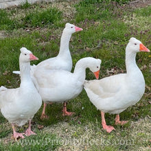 Load image into Gallery viewer, Roman Tufted Goose (4 Hatching Eggs)