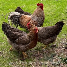 Load image into Gallery viewer, German Bielefelder (Auto Sexed) - Hatching Eggs