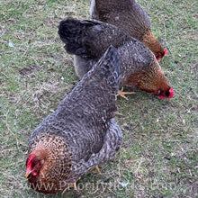 Load image into Gallery viewer, German Bielefelder (Auto Sexed) - Hatching Eggs