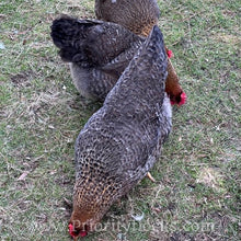 Load image into Gallery viewer, German Bielefelder (Auto Sexed) - Day old Chick