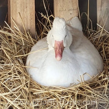 Load image into Gallery viewer, Roman Tufted Goose (4 Hatching Eggs)