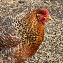 Load image into Gallery viewer, German Bielefelder (Auto Sexed) - Hatching Eggs