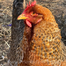 Load image into Gallery viewer, German Bielefelder (Auto Sexed) - Day old Chick
