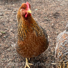 Load image into Gallery viewer, German Bielefelder (Auto Sexed) - Hatching Eggs