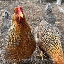 Load image into Gallery viewer, German Bielefelder (Auto Sexed) - Day old Chick