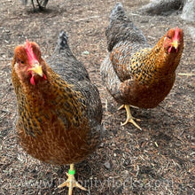 Load image into Gallery viewer, German Bielefelder (Auto Sexed) - Hatching Eggs
