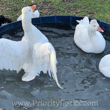 Load image into Gallery viewer, Roman Tufted Goose (4 Hatching Eggs)