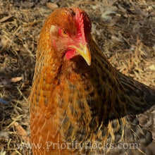 Load image into Gallery viewer, German Bielefelder (Auto Sexed) - Hatching Eggs