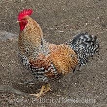 Load image into Gallery viewer, German Bielefelder (Auto Sexed) - Hatching Eggs