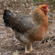 Load image into Gallery viewer, German Bielefelder (Auto Sexed) - Day old Chick