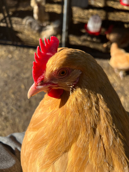 Buff Orpington FAQ's