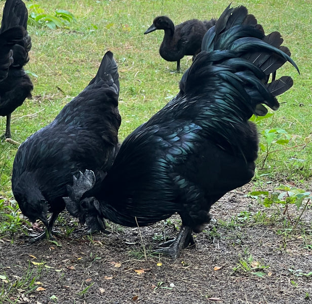 Ayam Cemani FAQ's