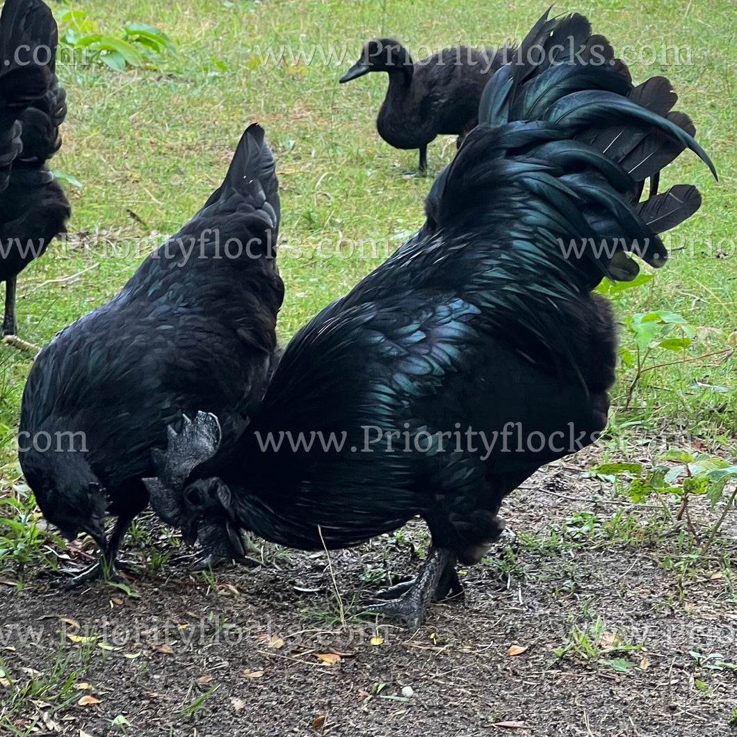 Ayam Cemani (Gallus gallus)