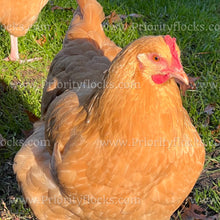 Load image into Gallery viewer, Buff Orpingtons (Gallus gallus)
