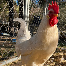 Load image into Gallery viewer, 55 Flowery Hen (Gallus gallus)
