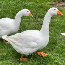 Load image into Gallery viewer, Embden Goose (Anser anser)
