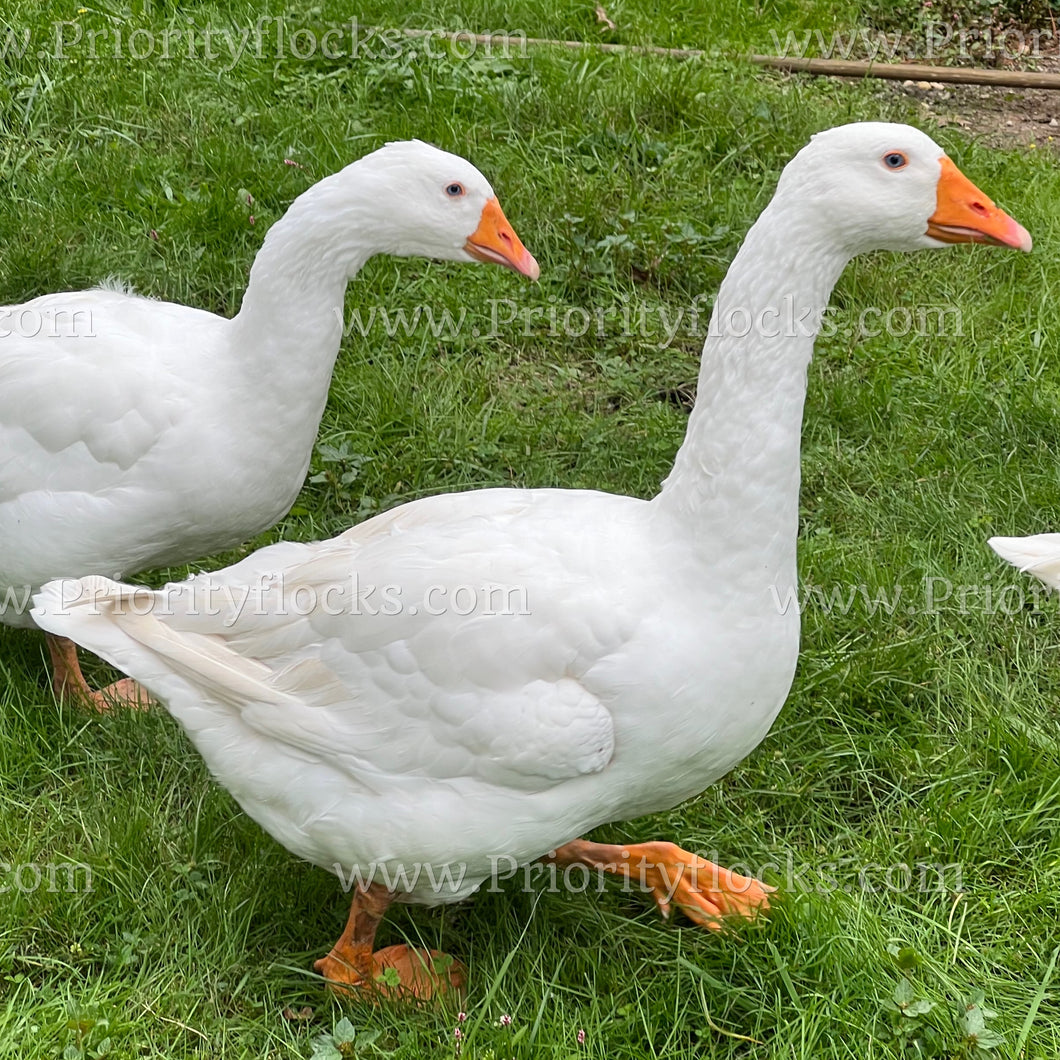 Embden Goose (Anser anser)