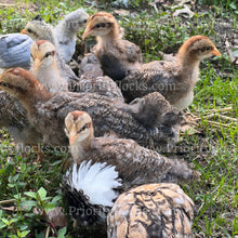 Load image into Gallery viewer, German Bielefelder (Gallus gallus)
